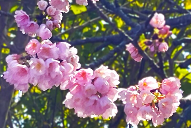 花盛りの河津桜の花